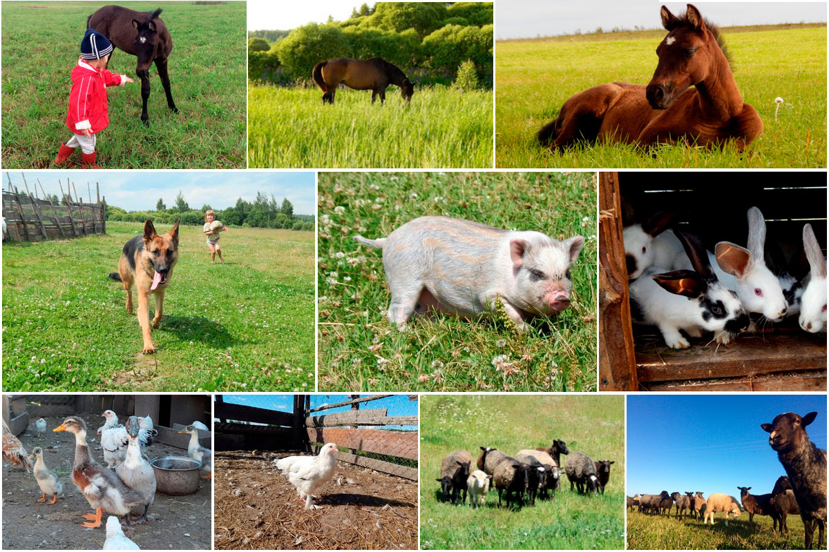 animals_002