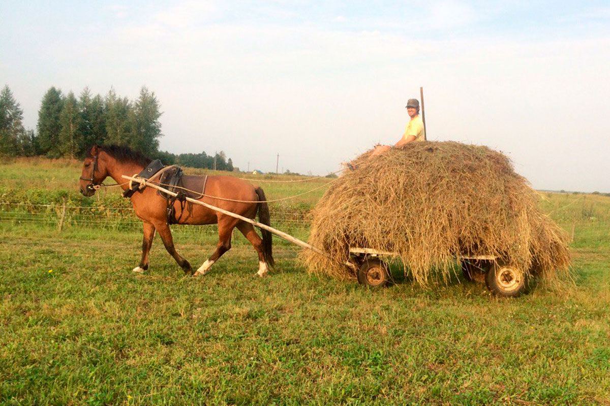 Лошадь сено в день