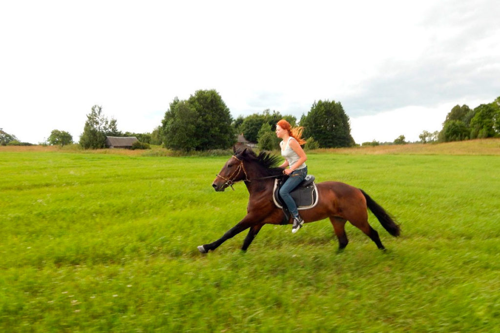 horses_08