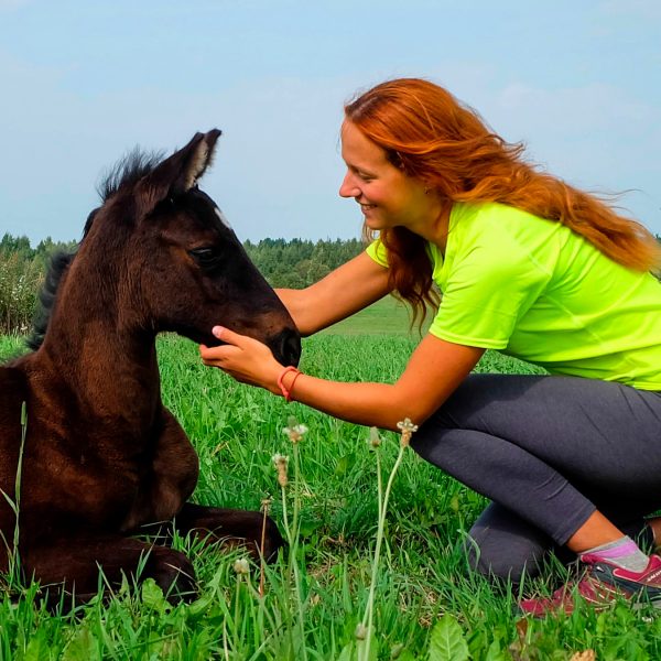 horses_115