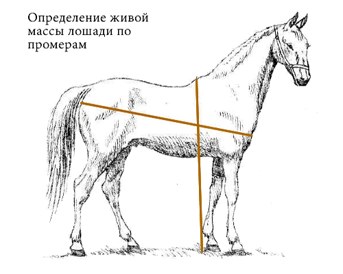 определение массы лошади по промерам